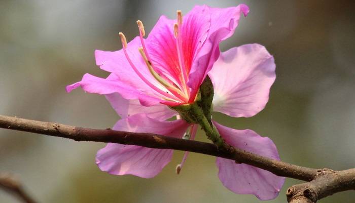 ফুলের ভেষজ গুণ